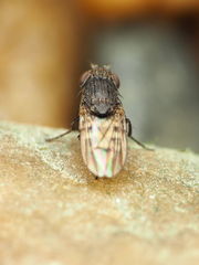 Paralimna punctipennis