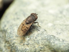 Paralimna punctipennis