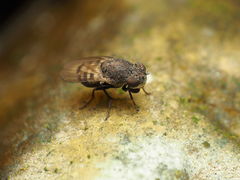 Paralimna punctipennis