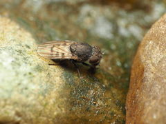 Paralimna punctipennis