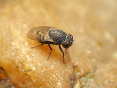 Paralimna punctipennis