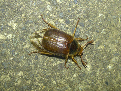 Phytholaema herrmanni