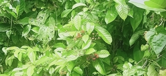 Tetracera indica