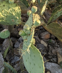 Opuntia cacanapa