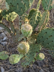 Opuntia cacanapa