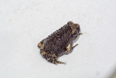 Microhylidae