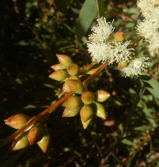 Eucalyptus diversifolia