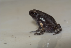 Microhylidae