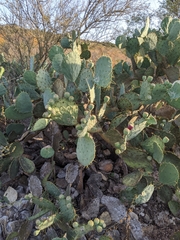 Opuntia cacanapa