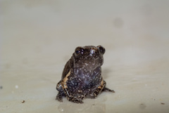 Microhylidae