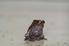 Microhylidae
