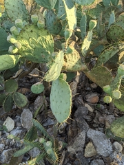 Opuntia cacanapa