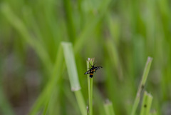 Amata sperbius