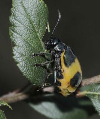 Monocesta ducalis