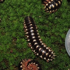 Brachoria hendrixsoni