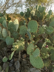 Opuntia cacanapa