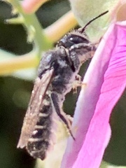 Megachile angelarum