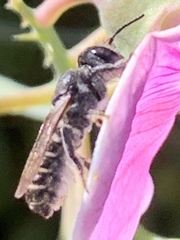 Megachile angelarum