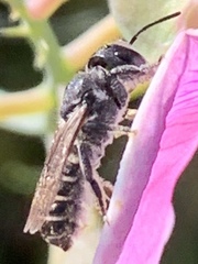 Megachile angelarum