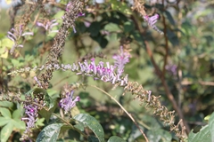 Buddleja fallowiana