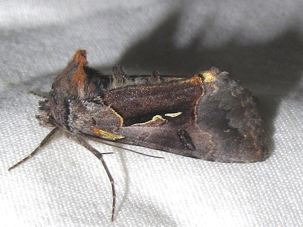 Syngrapha sackenii