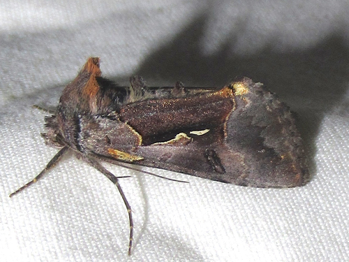 Syngrapha sackenii thumbnail