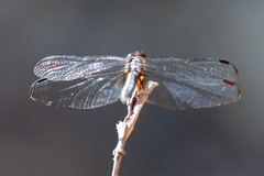 Neurothemis oligoneura