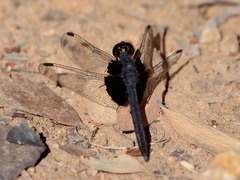 Neurothemis oligoneura