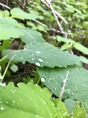 Impatiens pallida