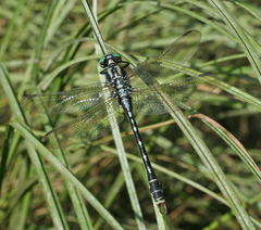 Nihonogomphus ruptus