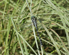 Nihonogomphus ruptus