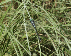 Nihonogomphus ruptus