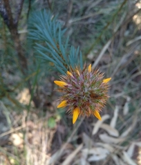 Pultenaea stipularis