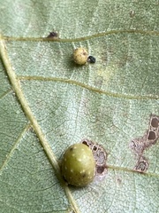 Caryomyia tuberculata