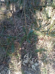 Pultenaea stipularis