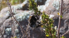 Bombus funebris