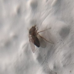 Simuliidae