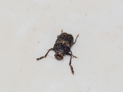 Choraginae