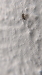 Simuliidae