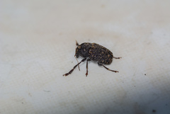 Choraginae