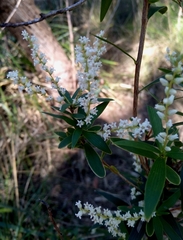 Leucopogon affinis