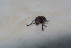 Choraginae