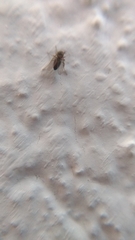Simuliidae