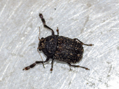 Choraginae