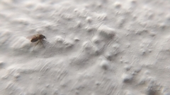 Simuliidae