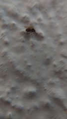 Simuliidae