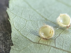 Caryomyia hirtidolium