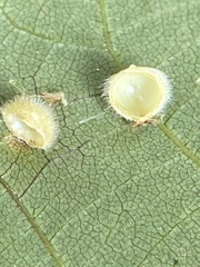 Caryomyia hirtidolium