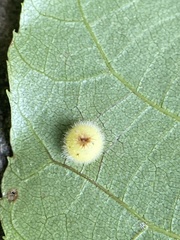 Caryomyia hirtidolium