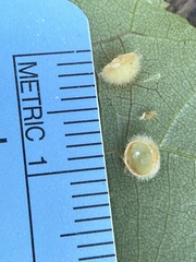 Caryomyia hirtidolium